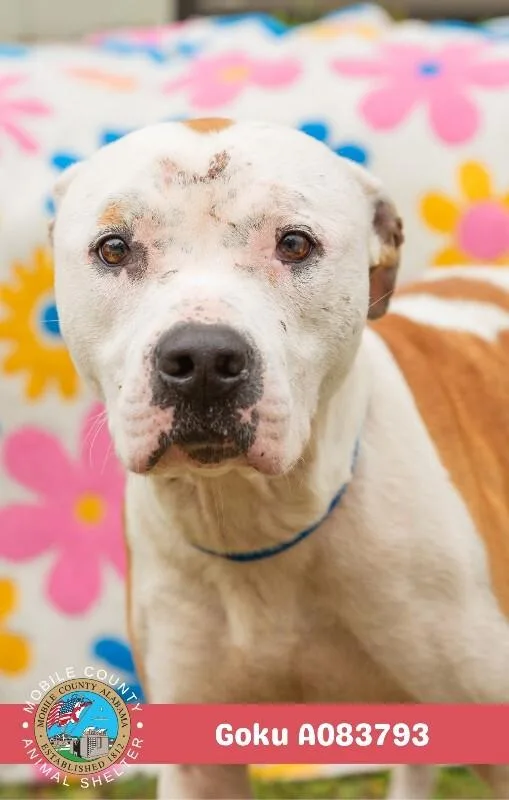 An adult medium-sized male White / Cream American Bulldog dog named Goku for adoption in Mobile, AL