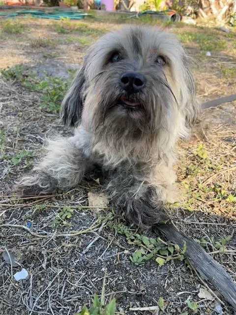 An adult medium-sized male Mixed Breed dog named Latso for adoption in Palmetto, FL