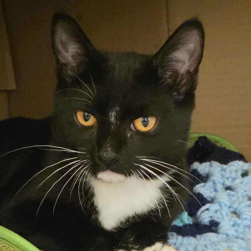 A baby small-sized female Black Domestic Short Hair cat named Sage for adoption in Ballston Spa, NY
