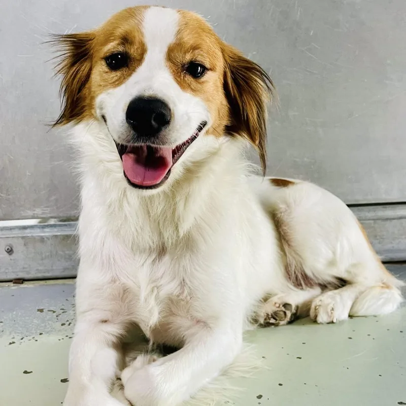 An adult medium-sized male Red / Chestnut / Orange Brittany Spaniel dog named Max for adoption in Lebanon, MO
