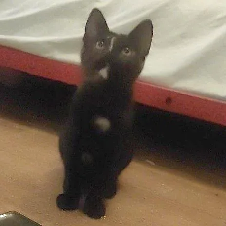 A baby small-sized female Black Domestic Short Hair cat named Labyrinth Worm for adoption in Austin, TX