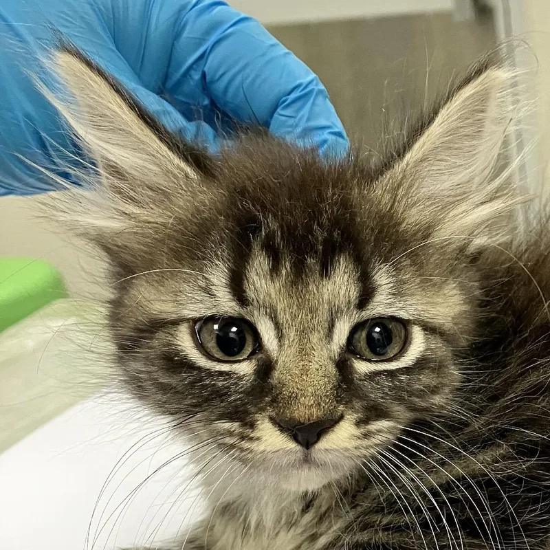 A baby small-sized male Domestic Medium Hair cat named 111793 for adoption in Las Cruces, NM