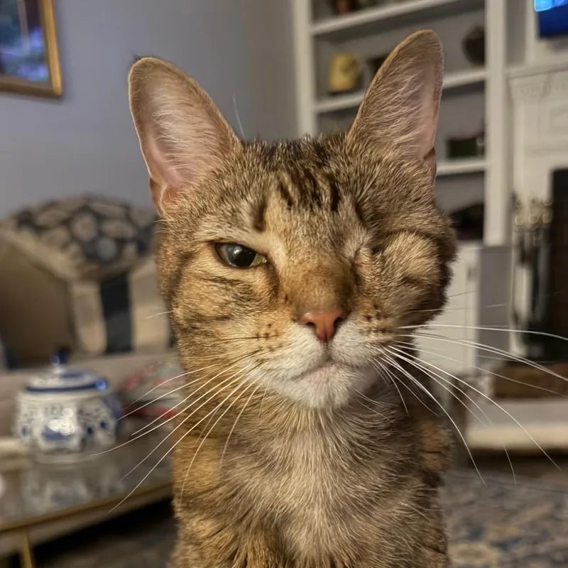 An adult medium-sized female Domestic Short Hair cat named Bella Bo for adoption in Cumming, GA