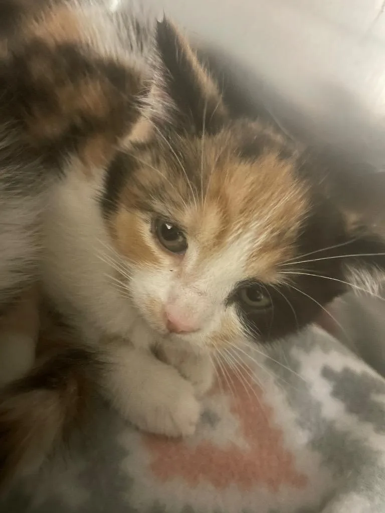 A baby small-sized female Domestic Short Hair cat named Tamara for adoption in Blountville, TN
