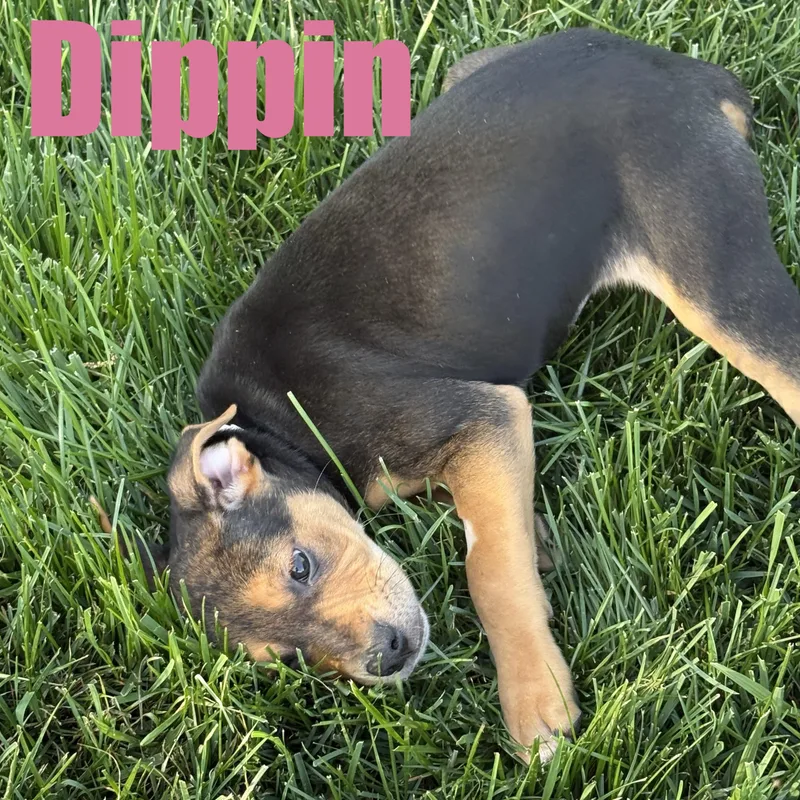 Dippin thumbnail 2