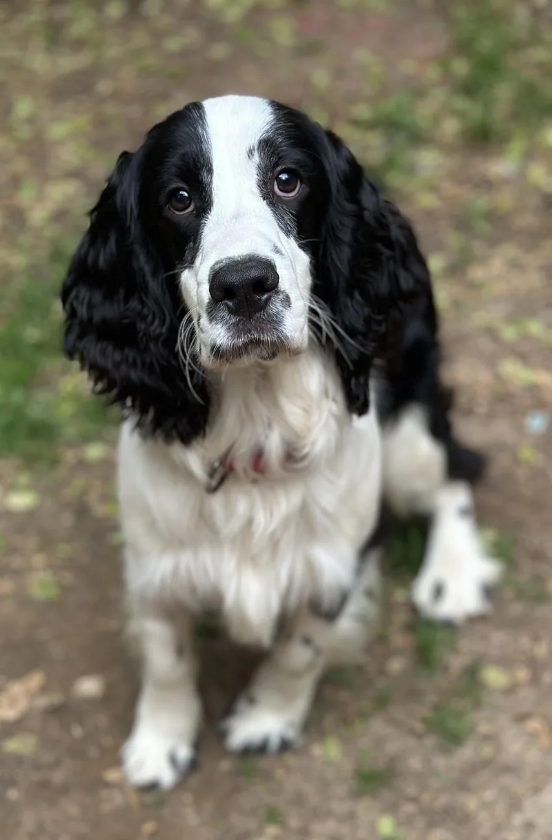 A young medium-sized male English Springer Spaniel dog named Jack for adoption in Atlanta, GA