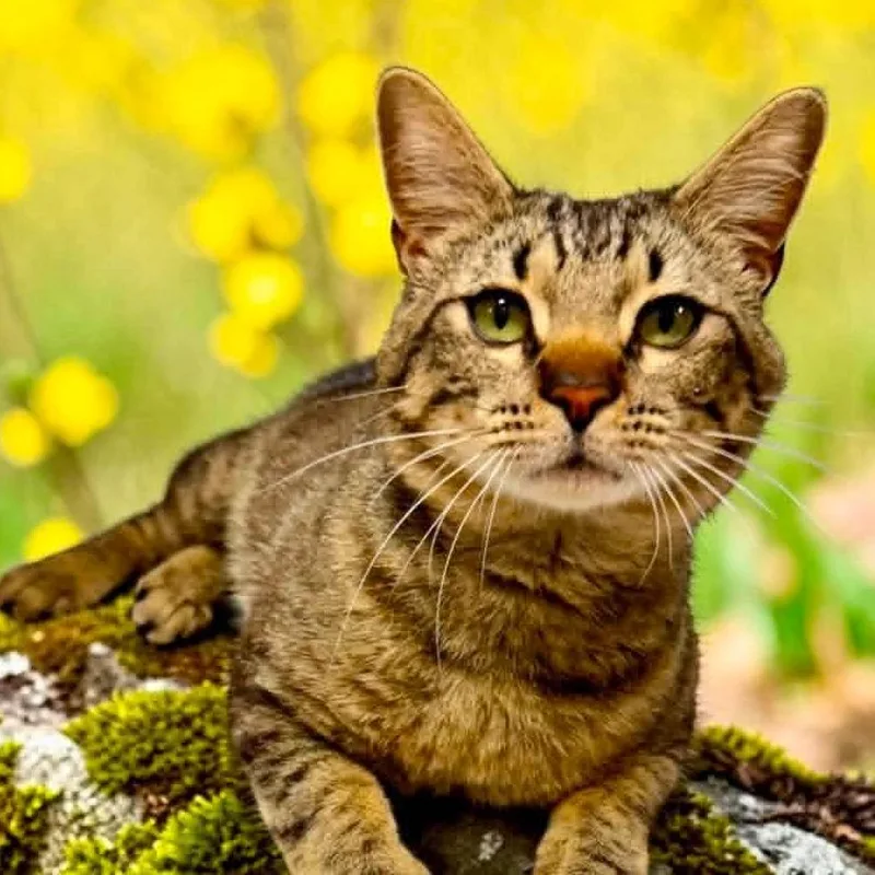 An adult medium-sized male Brown / Chocolate Domestic Short Hair cat named Wally for adoption in Bentonville, AR
