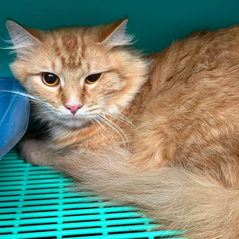 A young medium-sized male Orange / Red Domestic Long Hair cat named Puff for adoption in Edwardsville, IL