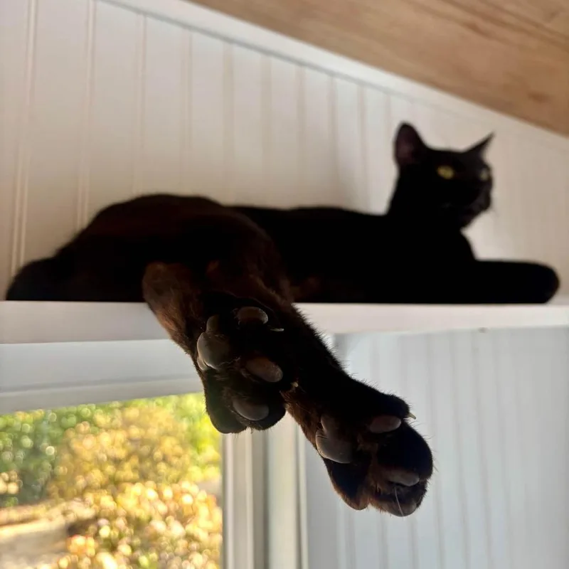 A young large-sized male Black Domestic Short Hair cat named Dino for adoption in San Diego, CA