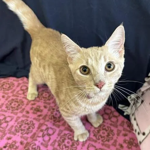 A young medium-sized male Orange / Red Domestic Short Hair cat named White Lightning for adoption in Hawthorne, CA