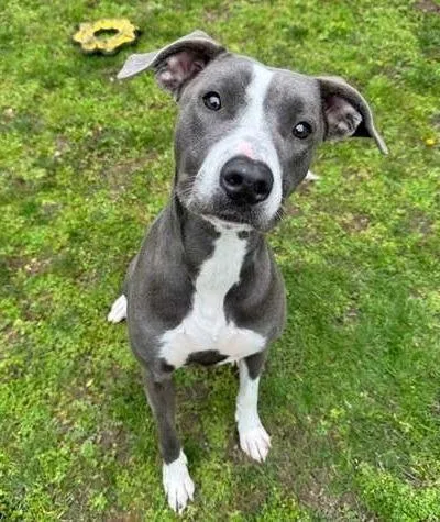 A young medium-sized female Pit Bull Terrier dog named Lotus for adoption in Coupeville, WA