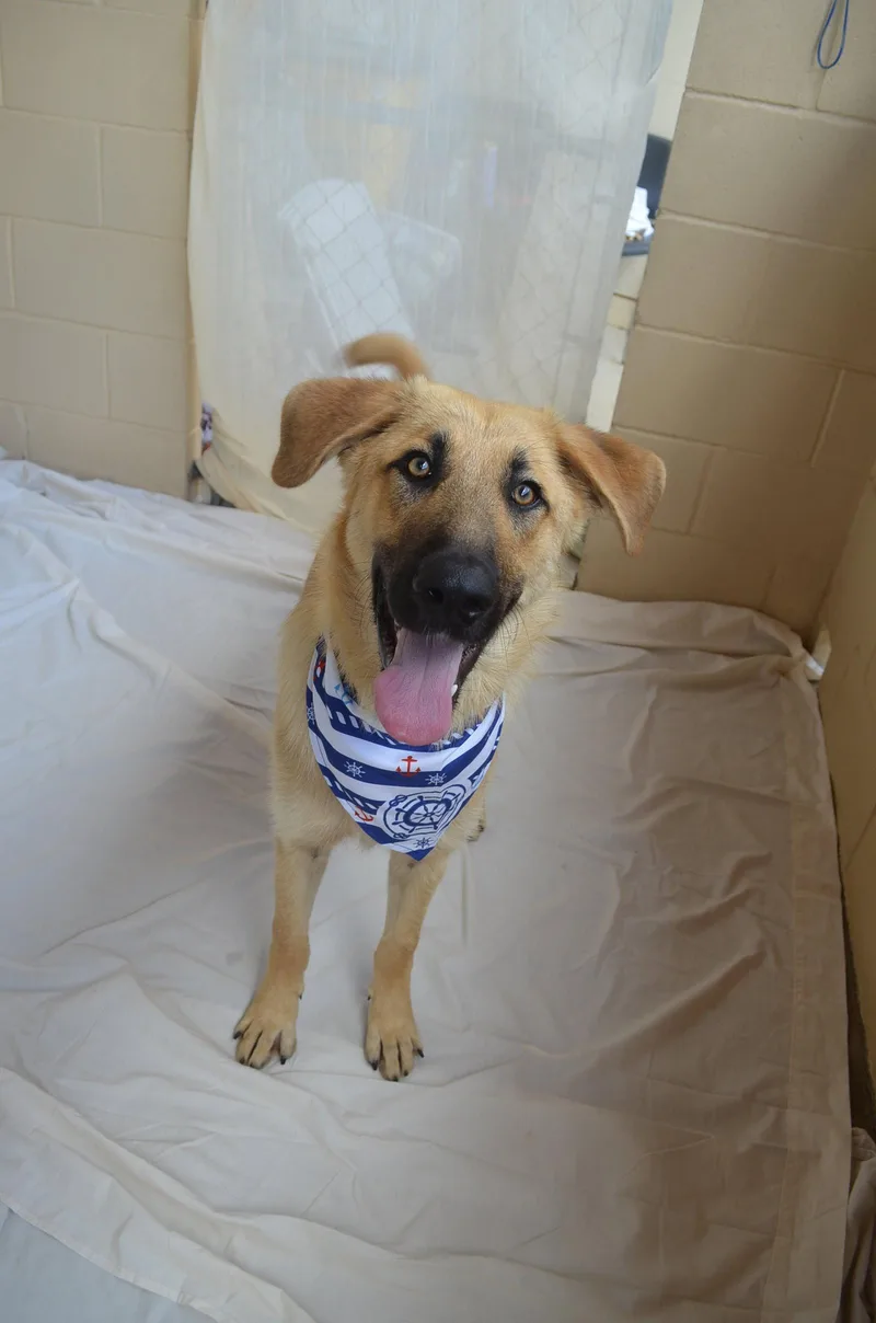 A baby large-sized male German Shepherd Dog dog named Paddle for adoption in McKinney, TX