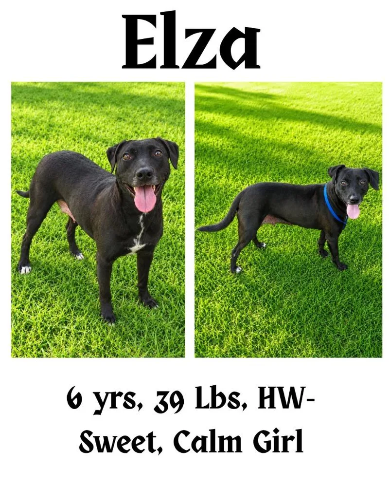 An adult medium-sized female Mountain Cur dog named Elza for adoption in Albany, GA