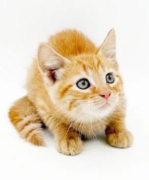 A baby small-sized male Tabby cat named Zephyr is our handsome for adoption in Bedford Hills, NY