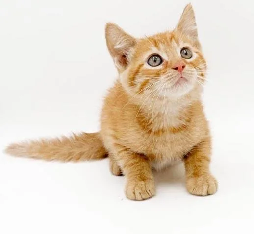 Zephyr is our handsome thumbnail 2