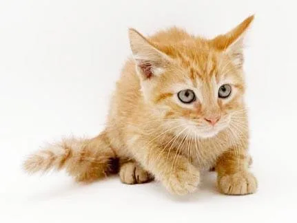 Zephyr is our handsome thumbnail 3