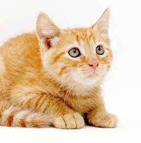 Zephyr is our handsome thumbnail 4