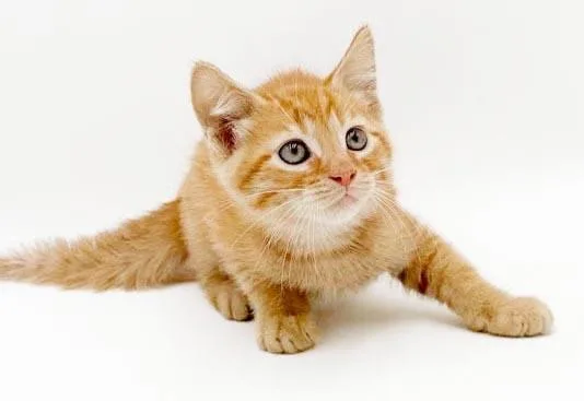 Zephyr is our handsome thumbnail 5
