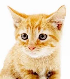 Zephyr is our handsome thumbnail 6