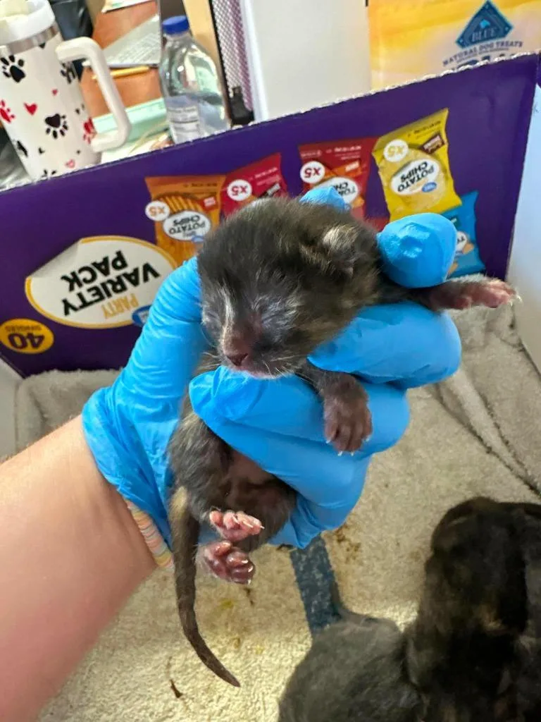 A baby small-sized female Domestic Short Hair cat named Rosita for adoption in Greensburg, IN