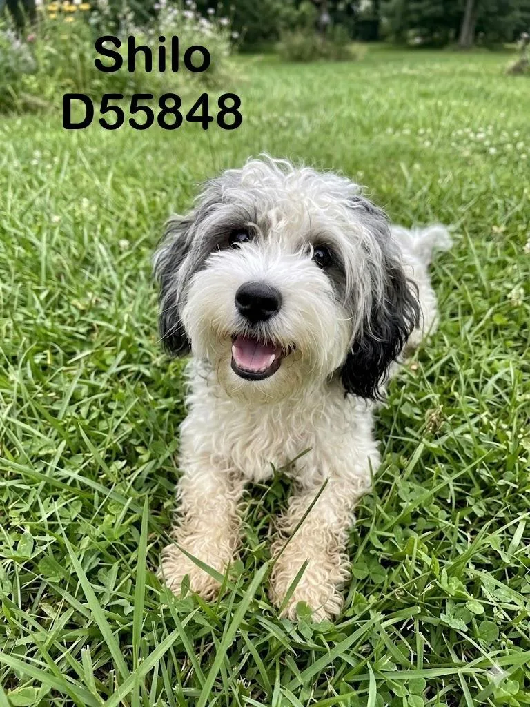 An adult small-sized male Mixed Breed dog named Shilo for adoption in Clarksville, TN