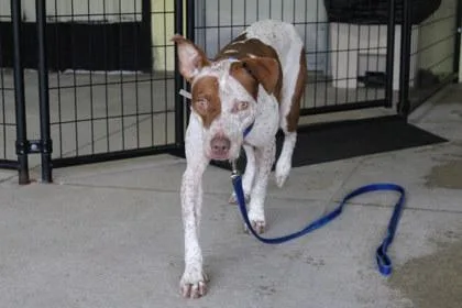 An adult medium-sized female Hound dog named Hazel for adoption in Kansas City, MO