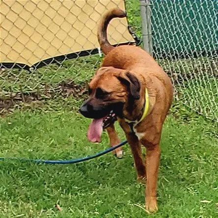 A young medium-sized male Red / Chestnut / Orange Mixed Breed dog named Waymore for adoption in Denison, TX