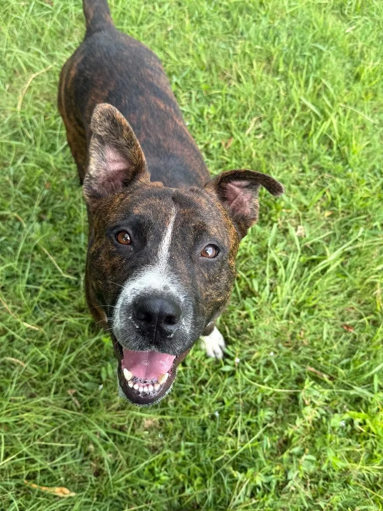 A young large-sized male Mixed Breed dog named Brownie for adoption in Metter, GA