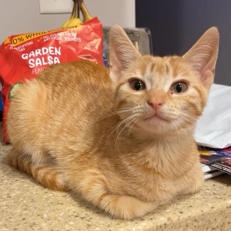 A baby small-sized female Orange / Red Domestic Short Hair cat named Splash for adoption in South Elgin, IL