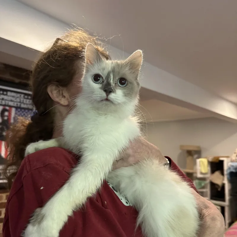 A young medium-sized female Gray & White Ragdoll cat named Gamilla for adoption in Fairfax, VA