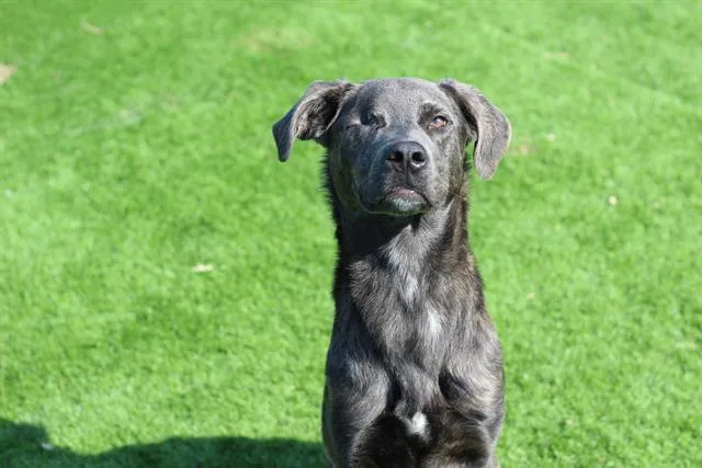 An adult large-sized male Labrador Retriever dog named Calypso for adoption in Grand Prairie, TX