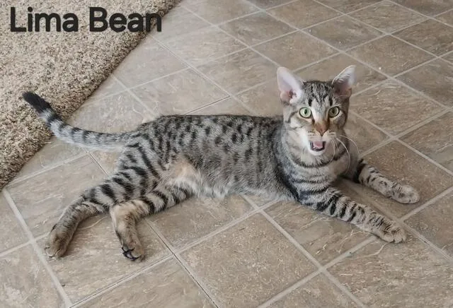 Lima Bean thumbnail 2