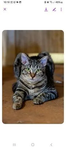 Lima Bean thumbnail 3