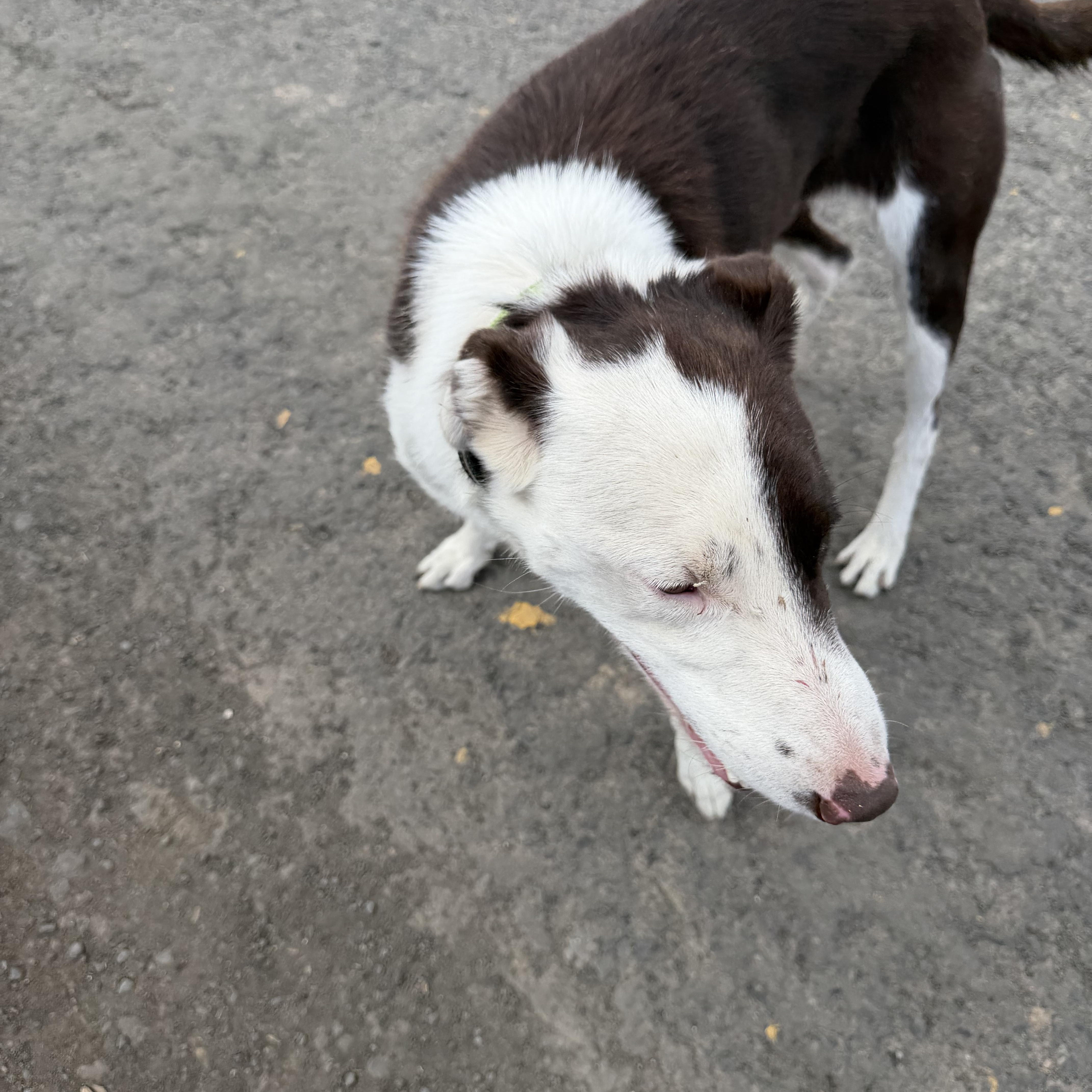 A young medium-sized male Border Collie dog named Hawk for adoption in Plummer, ID