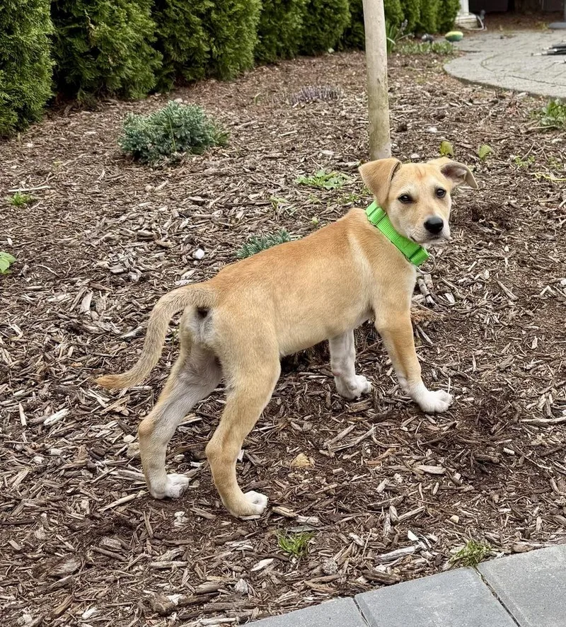 A baby medium-sized male Yellow / Tan / Blond / Fawn Hound dog named Layla for adoption in Greenlawn, NY