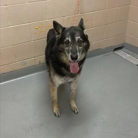An adult small-sized male Black German Shepherd Dog dog named Lucky for adoption in Tacoma, WA
