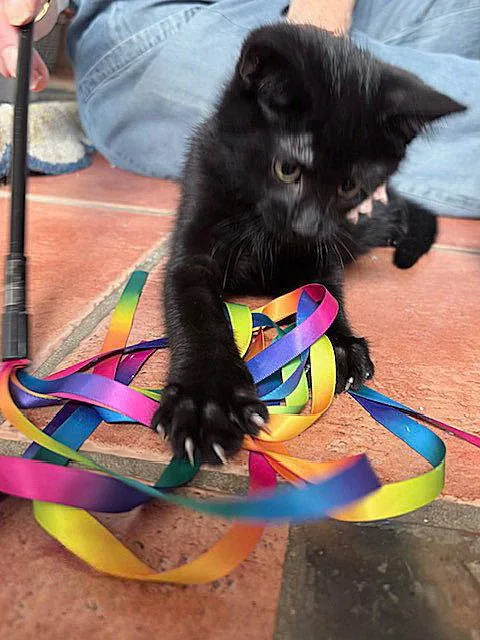 A baby medium-sized male Black Domestic Short Hair cat named Binx for adoption in Whitehall, PA