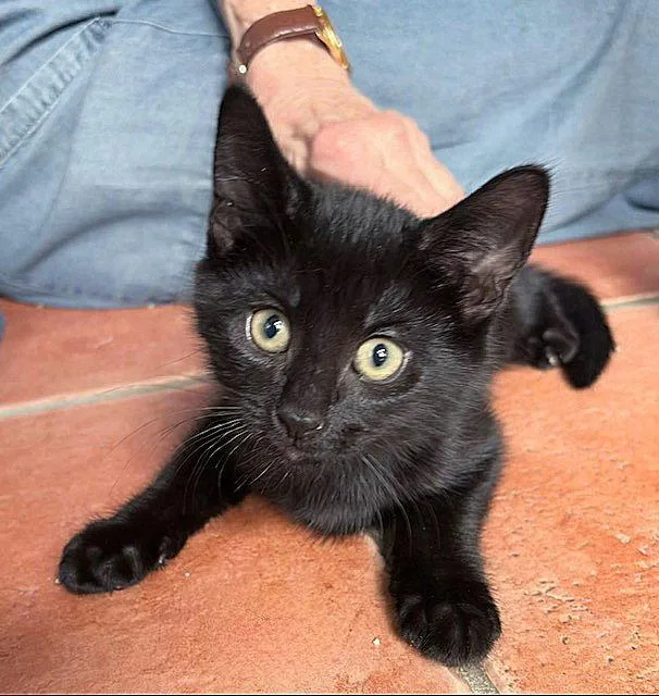 Binx thumbnail 2