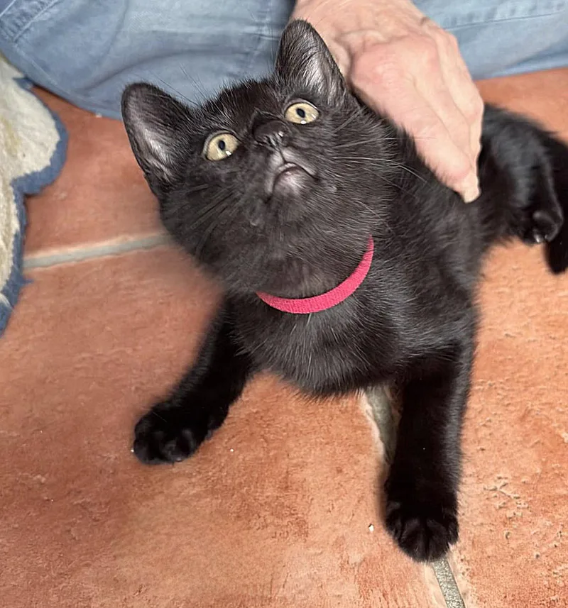 Binx thumbnail 3