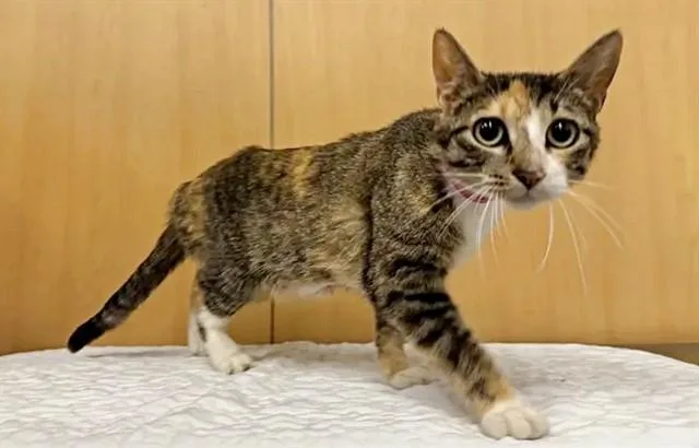 A young small-sized female Domestic Short Hair cat named Mission Impossible for adoption in Saint Louis, MO