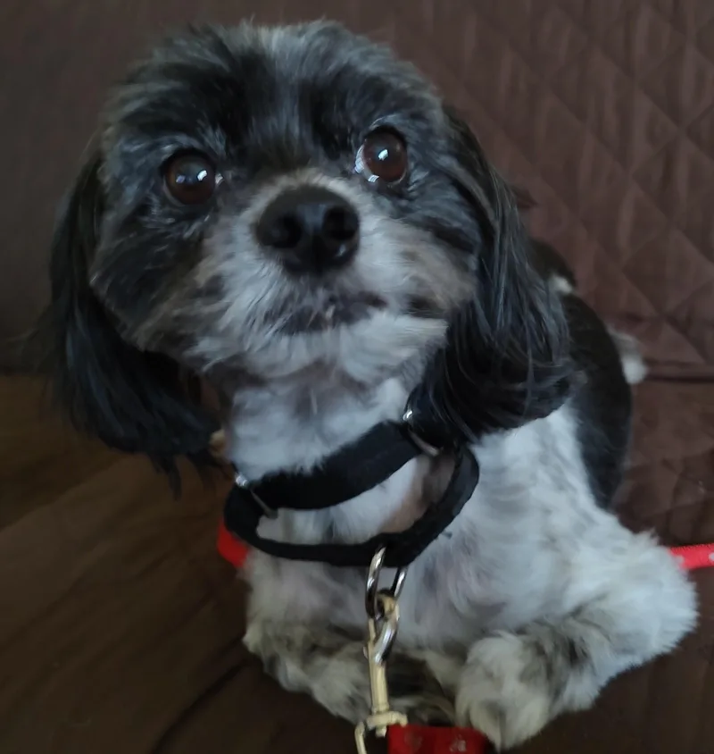 A senior small-sized male Black Shih Tzu dog named Joey for adoption in Blue Springs, MO