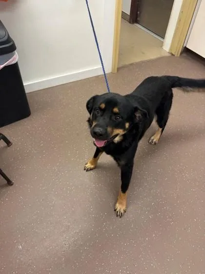 An adult medium-sized male German Shepherd Dog dog named Mamba for adoption in South Bend, IN