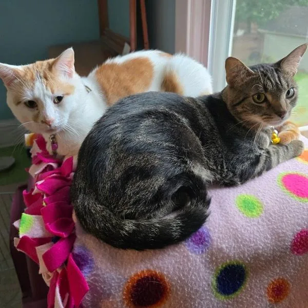 An adult small-sized male Domestic Short Hair cat named Sweet Pea Bonded for adoption in Des Moines, IA