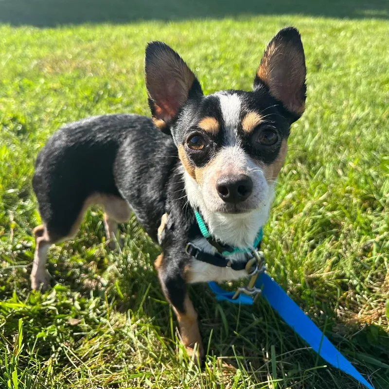 A young small-sized male Chihuahua dog named Chalupa for adoption in Hartland, WI