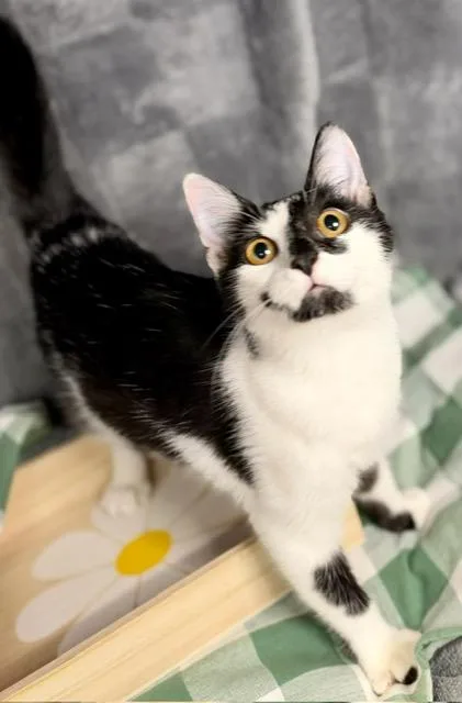 A young small-sized female Domestic Short Hair cat named Raisin for adoption in Lynn Haven, FL