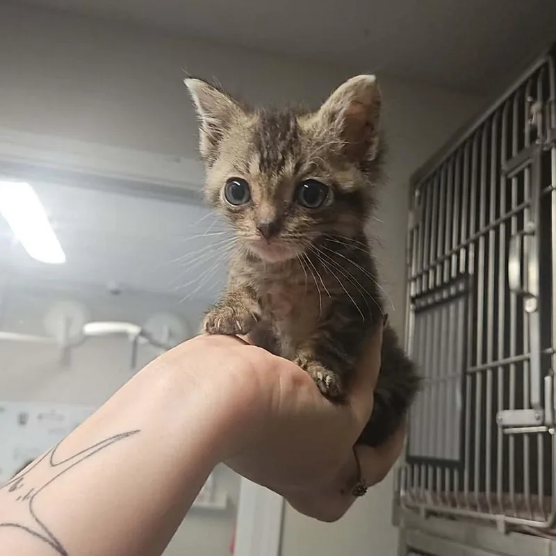A baby medium-sized male Brown / Chocolate Domestic Short Hair cat named Zim for adoption in Edwardsville, IL