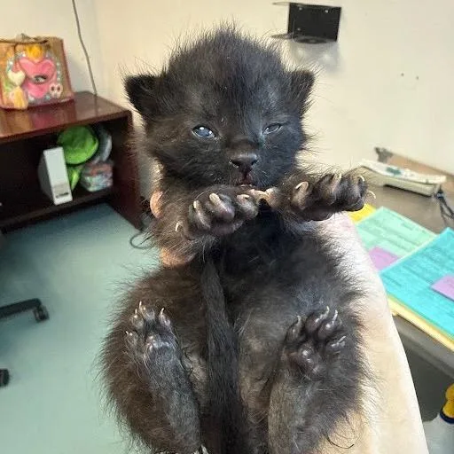 A baby small-sized female Black Domestic Short Hair cat named Vampire Bat for adoption in Austin, TX