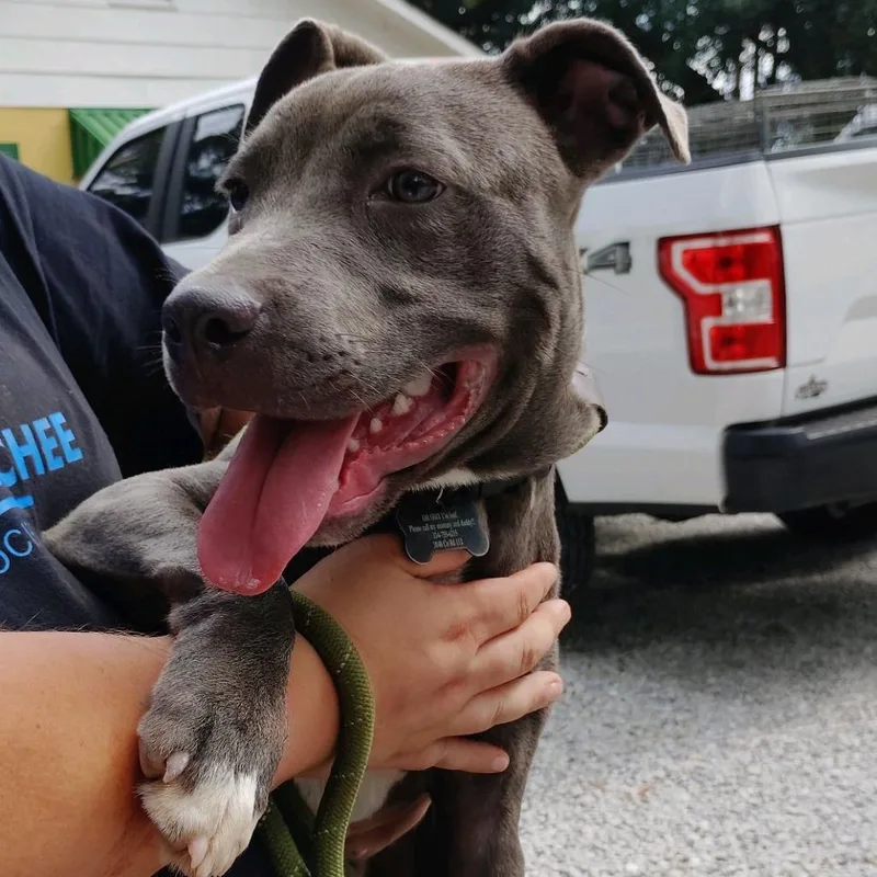 A young medium-sized male Gray / Blue / Silver Mixed Breed dog named Bosephus for adoption in Valley, AL