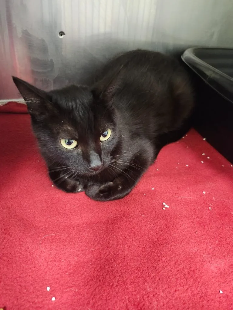 A young medium-sized female Domestic Short Hair cat named Josephine for adoption in Greeneville, TN