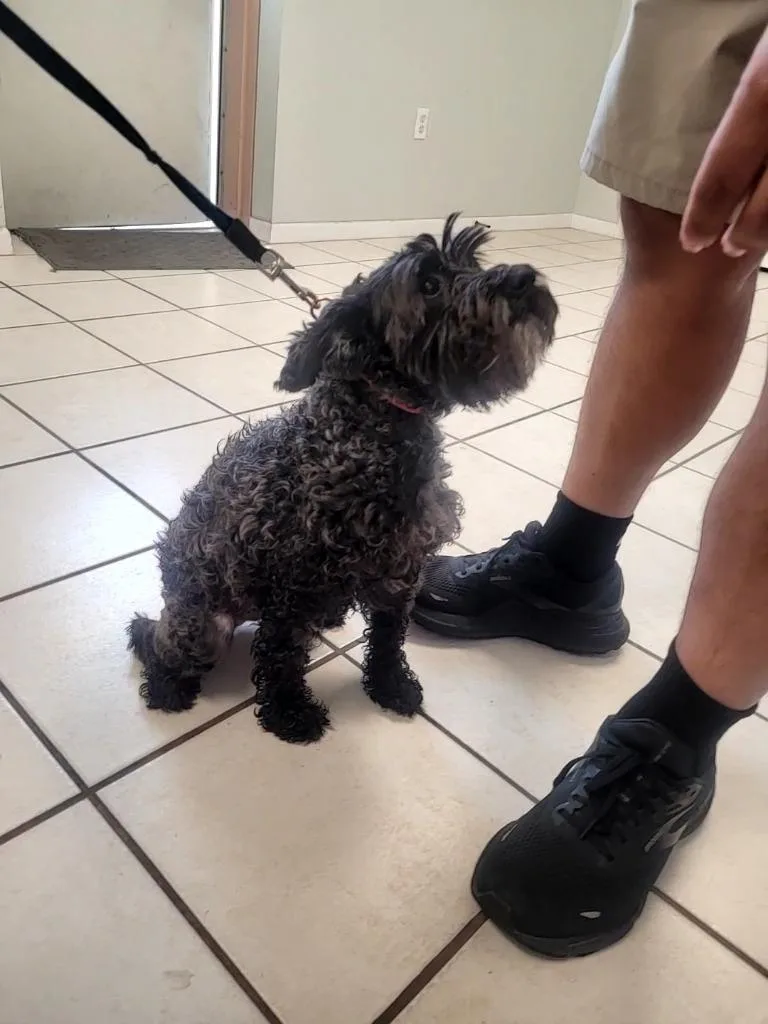 An adult small-sized female Schnauzer dog named Nami for adoption in Huntsville, TX